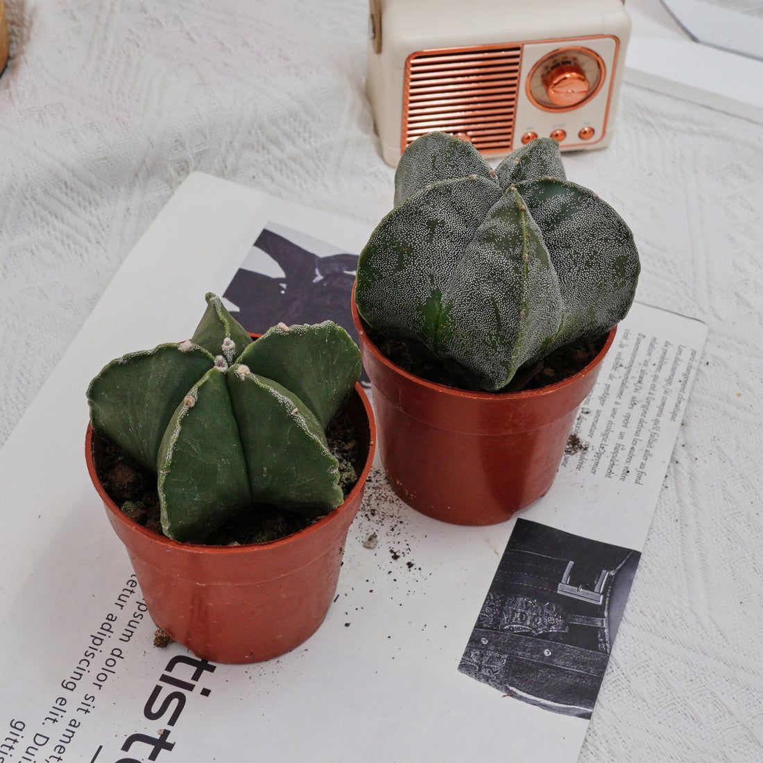 4'' Astrophytum Myriostigma Lem, Rare Live Succulent Plants