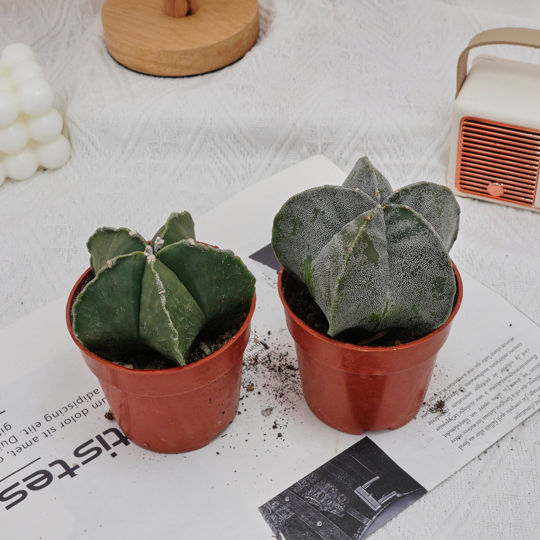4'' Astrophytum Myriostigma Lem, Rare Live Succulent Plants