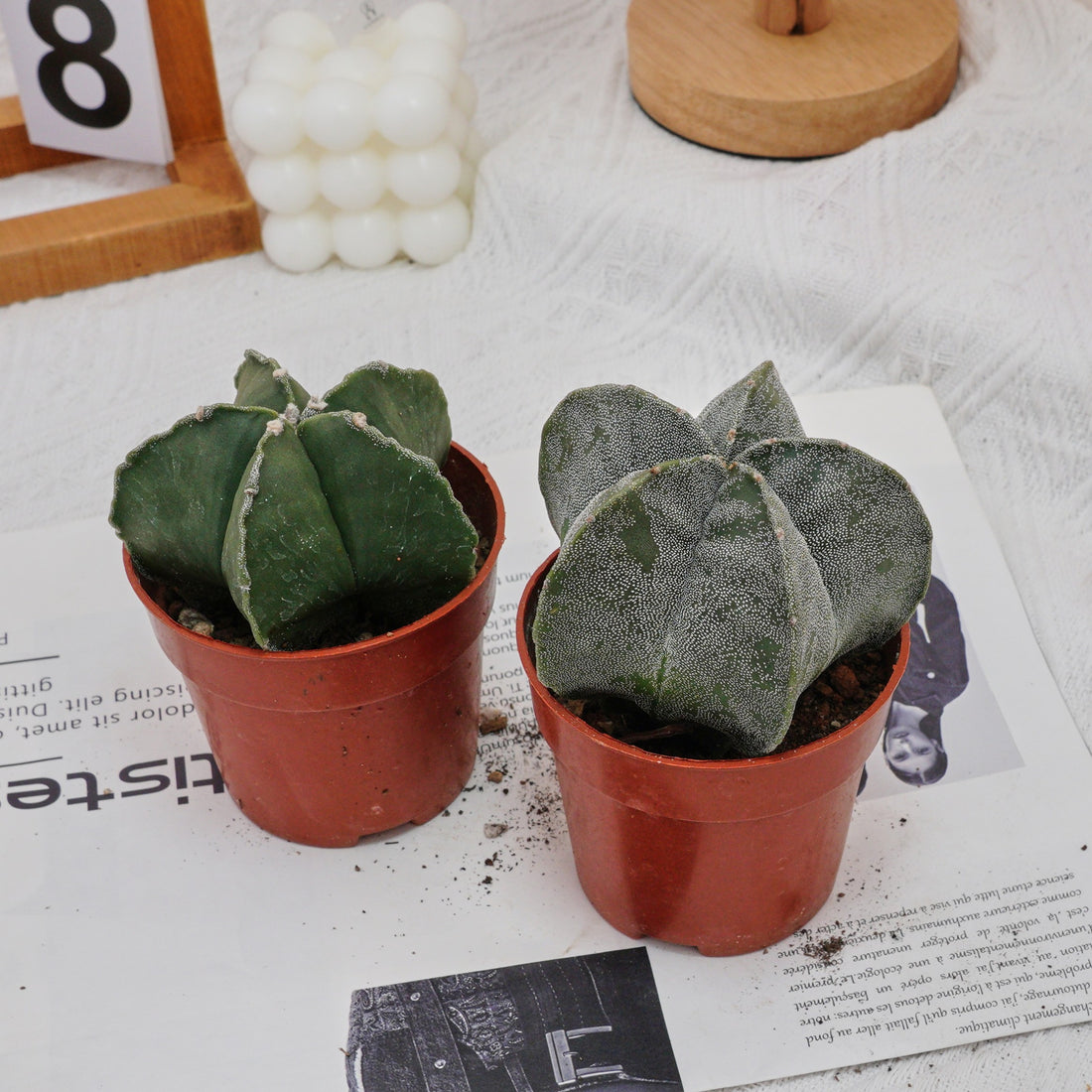 4'' Astrophytum Myriostigma Lem, Rare Live Succulent Plants