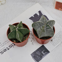 4'' Astrophytum Myriostigma Lem, Rare Live Succulent Plants