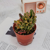 3'' Stapelia Gigantea Variegated, Rare Live Succulent Plants