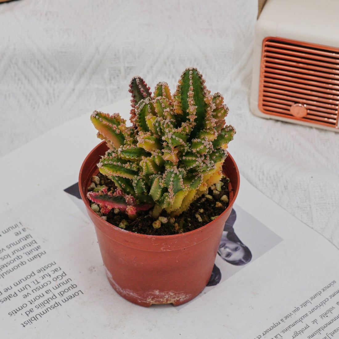 3'' Stapelia Gigantea Variegated, Rare Live Succulent Plants