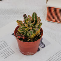 3'' Stapelia Gigantea Variegated, Rare Live Succulent Plants