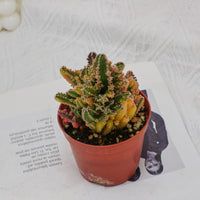 3'' Stapelia Gigantea Variegated, Rare Live Succulent Plants