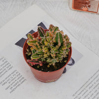 3'' Stapelia Gigantea Variegated, Rare Live Succulent Plants