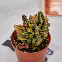 3'' Stapelia Gigantea Variegated, Rare Live Succulent Plants