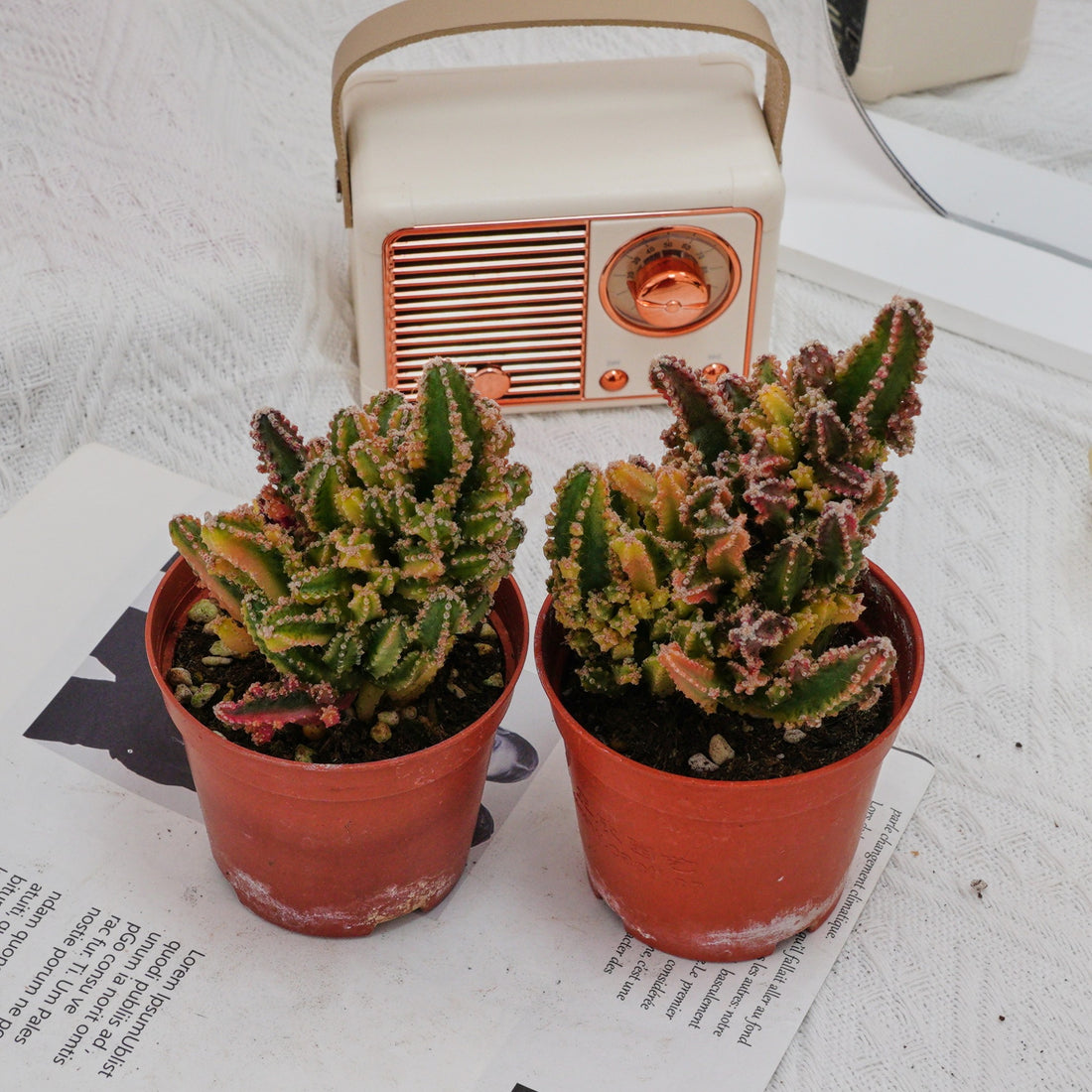 3'' Stapelia Gigantea Variegated, Rare Live Succulent Plants