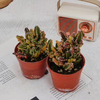 3'' Stapelia Gigantea Variegated, Rare Live Succulent Plants