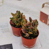 3'' Stapelia Gigantea Variegated, Rare Live Succulent Plants