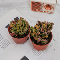 3'' Stapelia Gigantea Variegated, Rare Live Succulent Plants