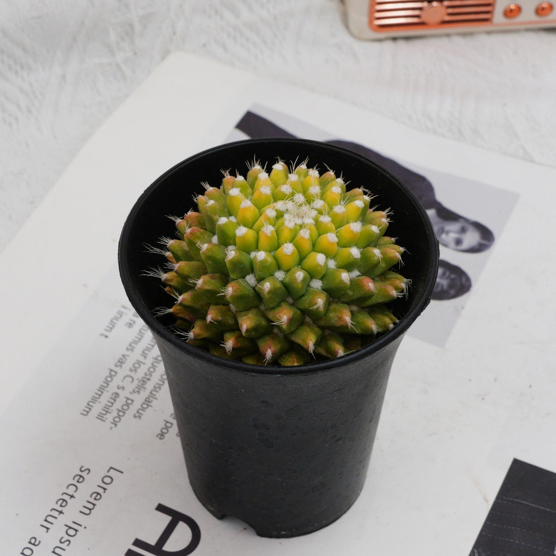 3'' Cactus Ice Cream, Rare Live Succulent Plants