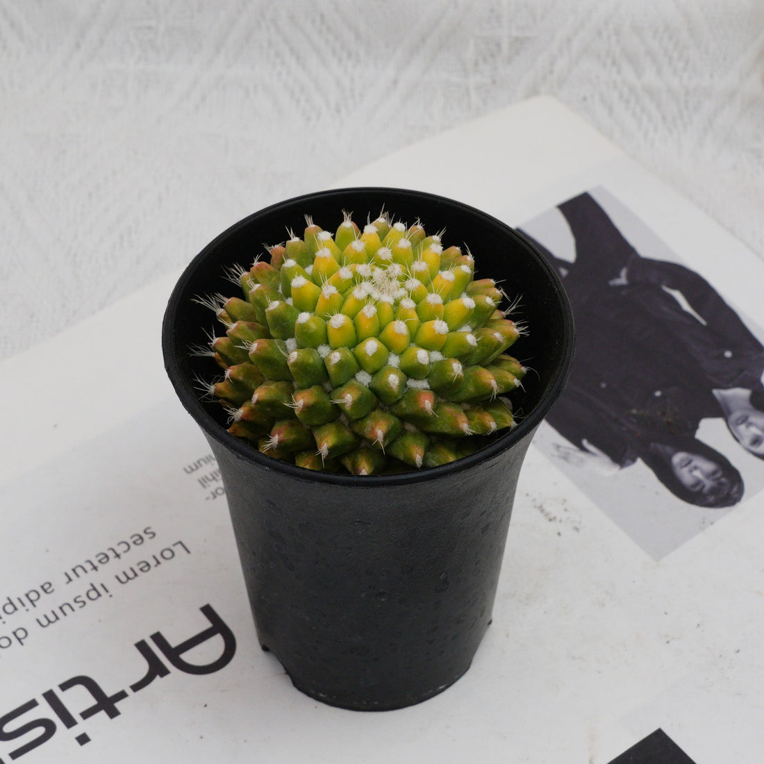 3'' Cactus Ice Cream, Rare Live Succulent Plants