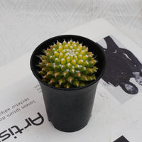3'' Cactus Ice Cream, Rare Live Succulent Plants