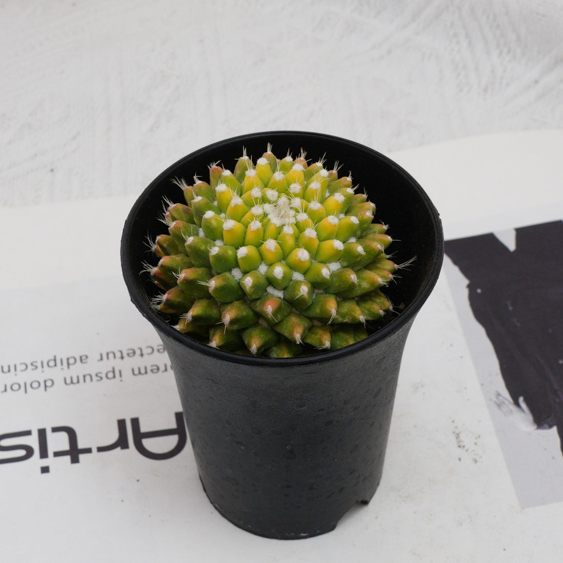 3'' Cactus Ice Cream, Rare Live Succulent Plants