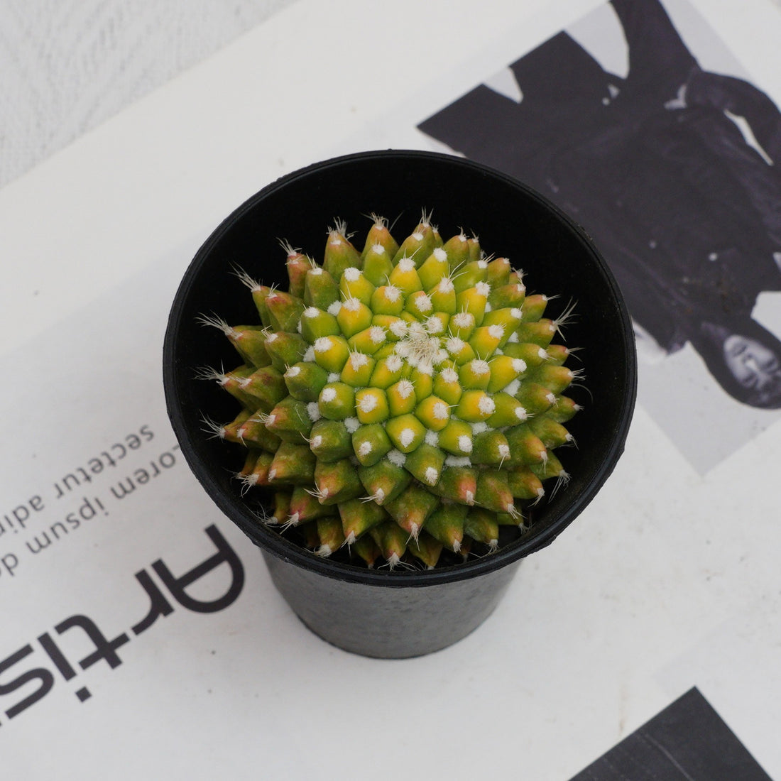 3'' Cactus Ice Cream, Rare Live Succulent Plants