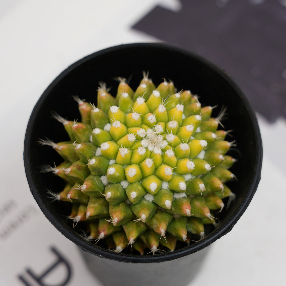 3'' Cactus Ice Cream, Rare Live Succulent Plants