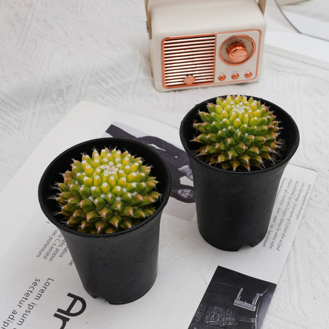 3'' Cactus Ice Cream, Rare Live Succulent Plants