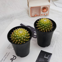 3'' Cactus Ice Cream, Rare Live Succulent Plants