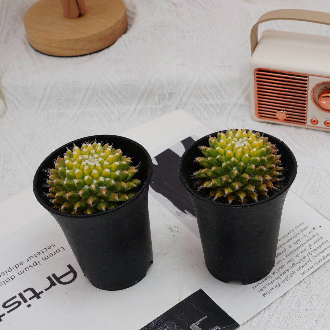 3'' Cactus Ice Cream, Rare Live Succulent Plants