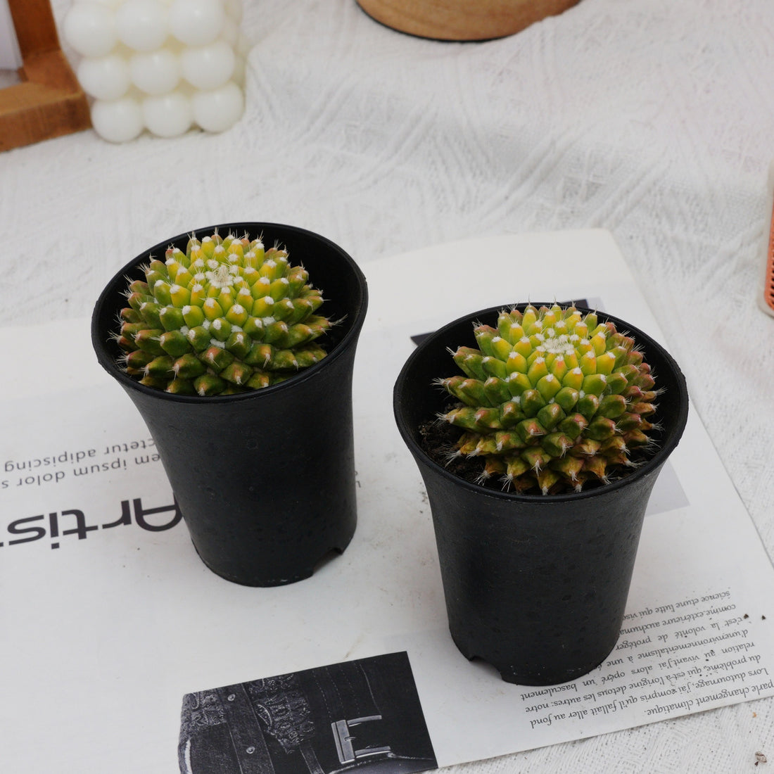 3'' Cactus Ice Cream, Rare Live Succulent Plants