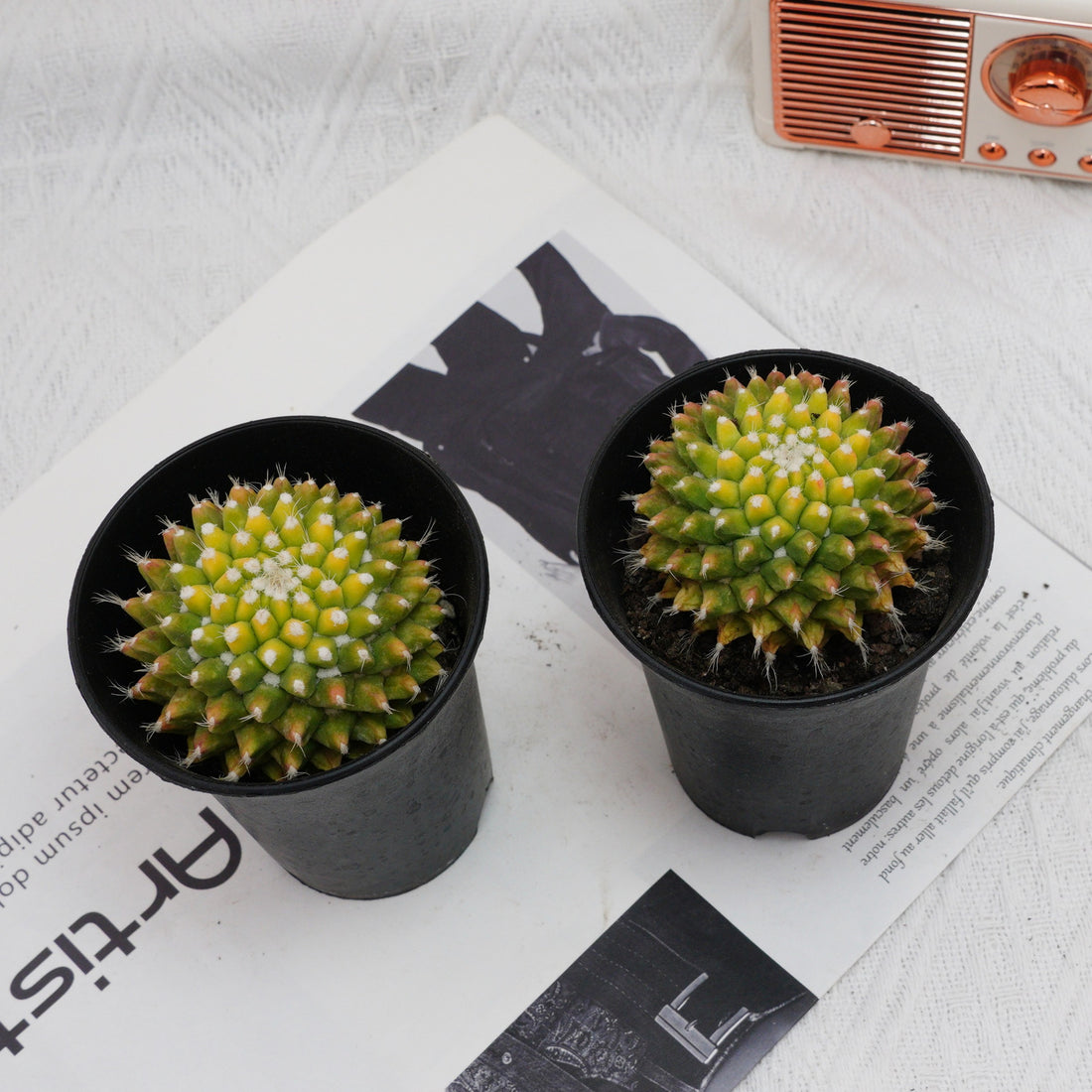3'' Cactus Ice Cream, Rare Live Succulent Plants