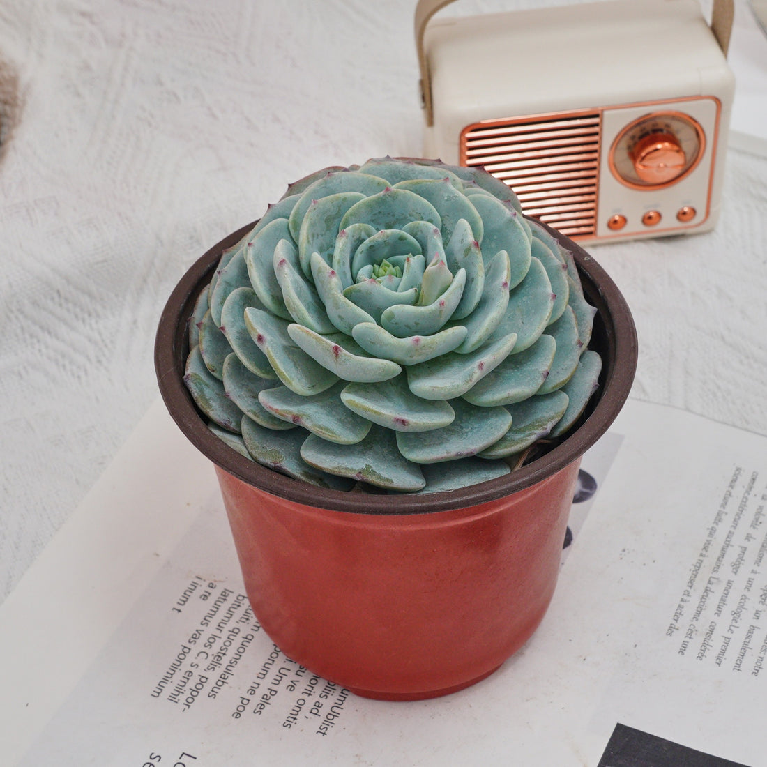 5'' Echeveria Mont Blanc, Rare Live Succulent Plants