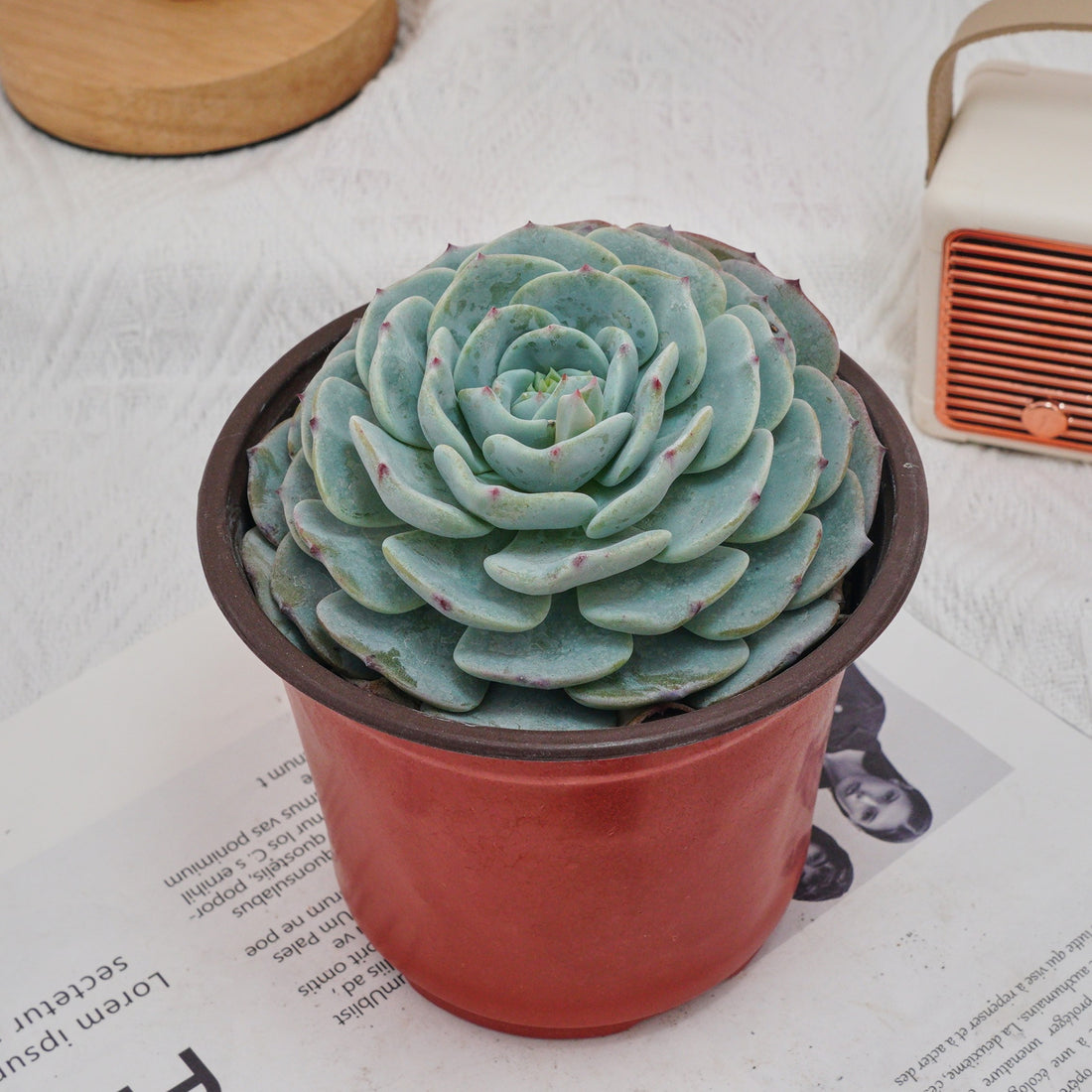 5'' Echeveria Mont Blanc, Rare Live Succulent Plants