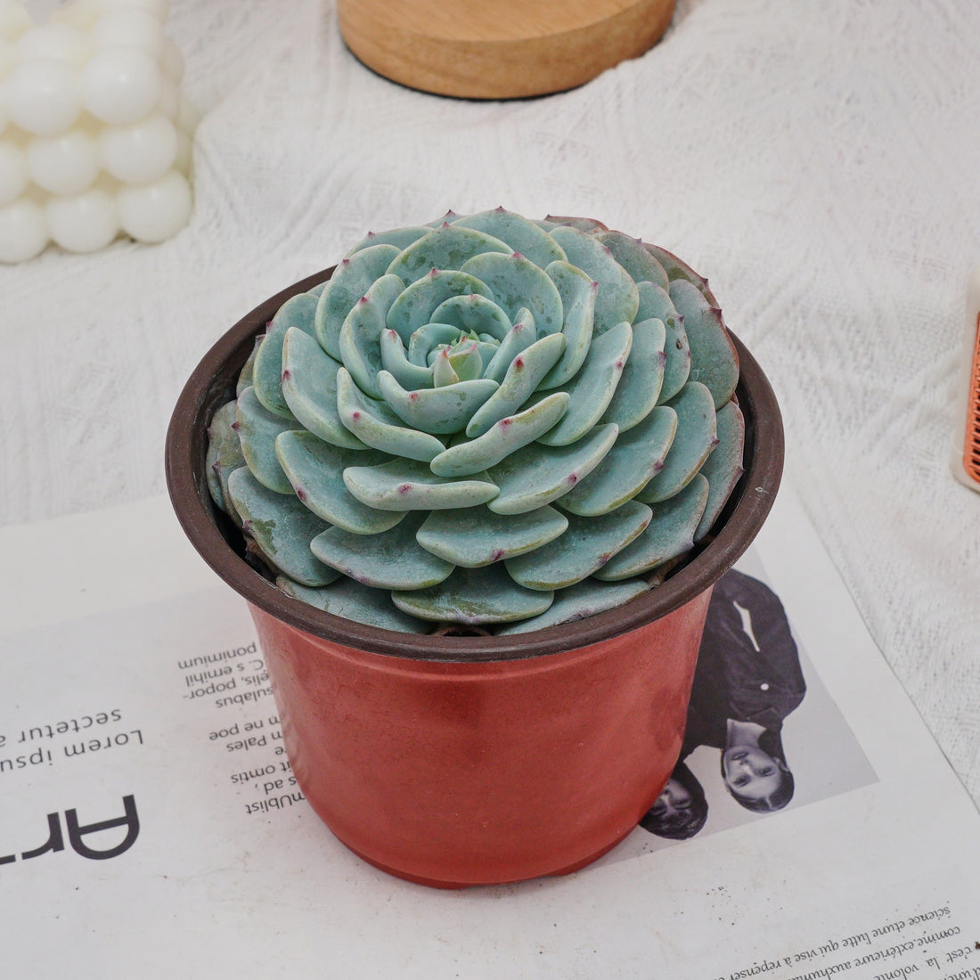 5'' Echeveria Mont Blanc, Rare Live Succulent Plants