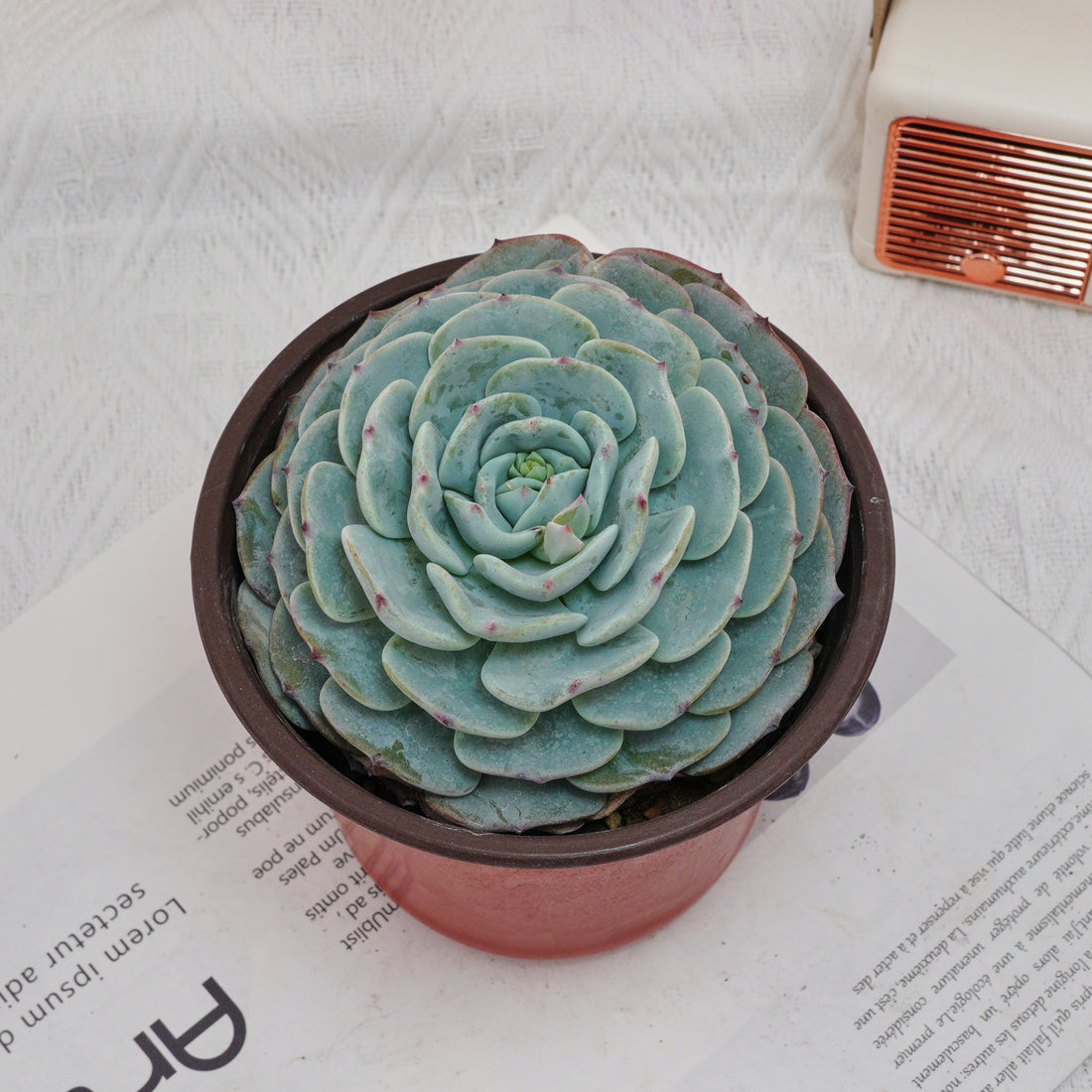 5'' Echeveria Mont Blanc, Rare Live Succulent Plants