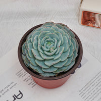 5'' Echeveria Mont Blanc, Rare Live Succulent Plants