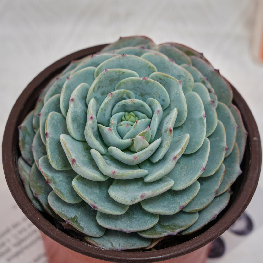 5'' Echeveria Mont Blanc, Rare Live Succulent Plants