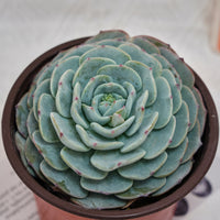 5'' Echeveria Mont Blanc, Rare Live Succulent Plants