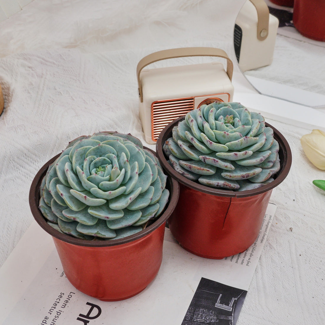 5'' Echeveria Mont Blanc, Rare Live Succulent Plants
