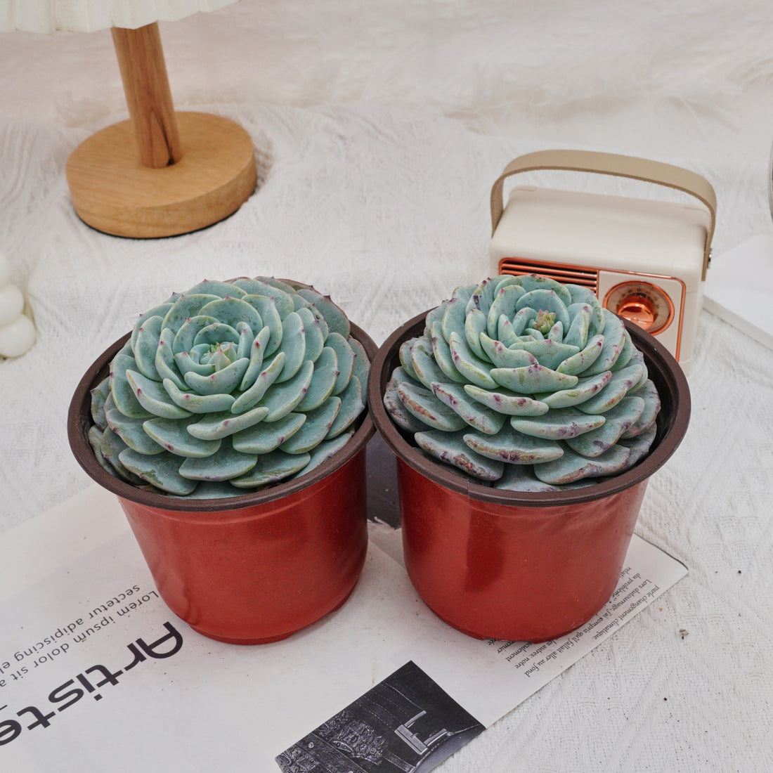 5'' Echeveria Mont Blanc, Rare Live Succulent Plants