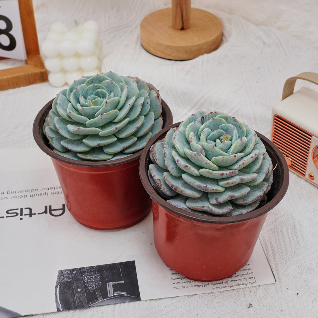 5'' Echeveria Mont Blanc, Rare Live Succulent Plants