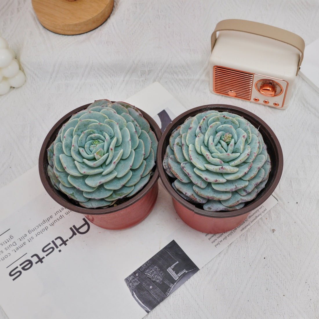 5'' Echeveria Mont Blanc, Rare Live Succulent Plants