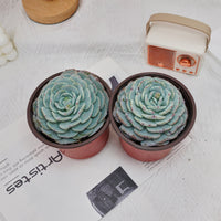 5'' Echeveria Mont Blanc, Rare Live Succulent Plants