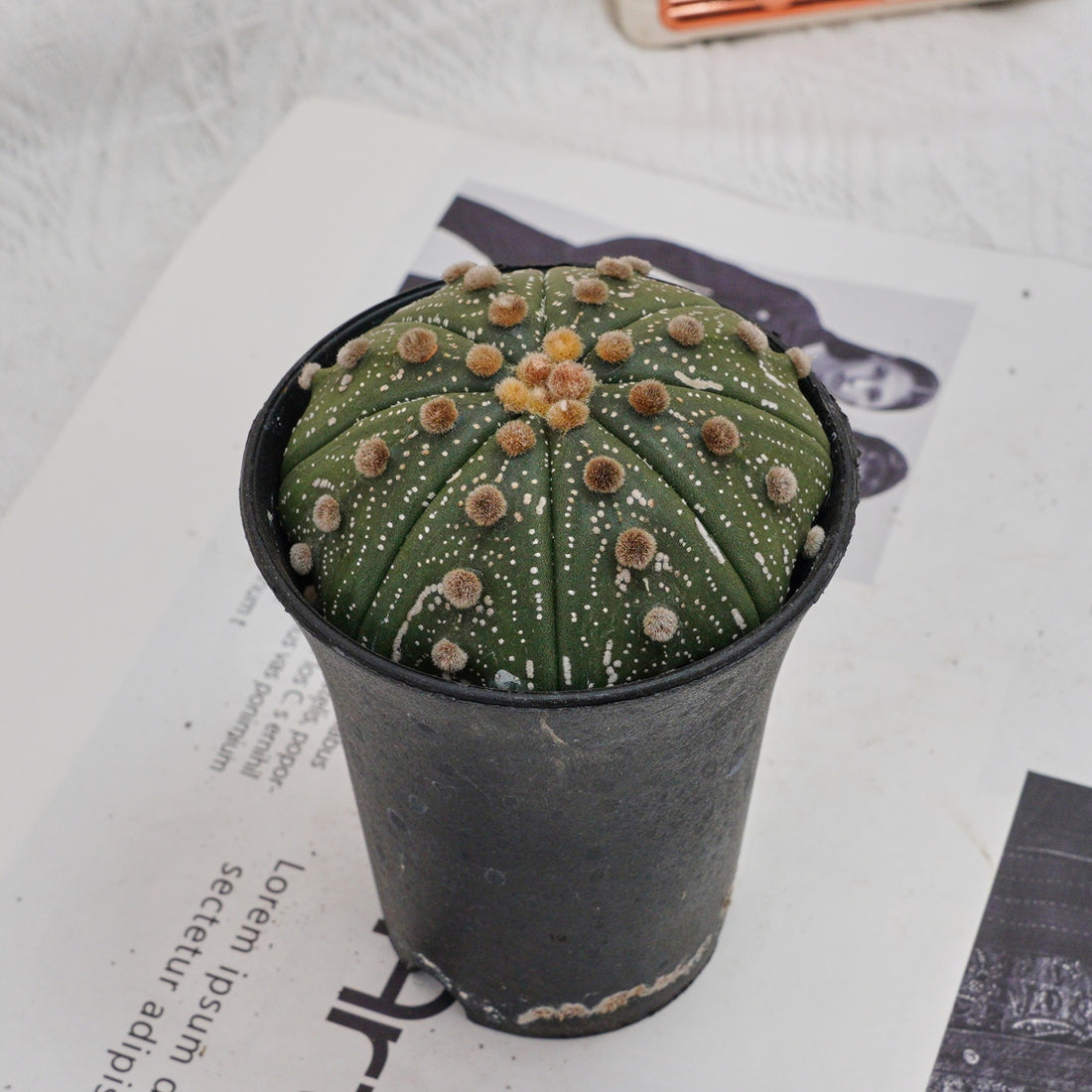 3.5'' Astrophytum Asterias, Rare Live Succulent Plants