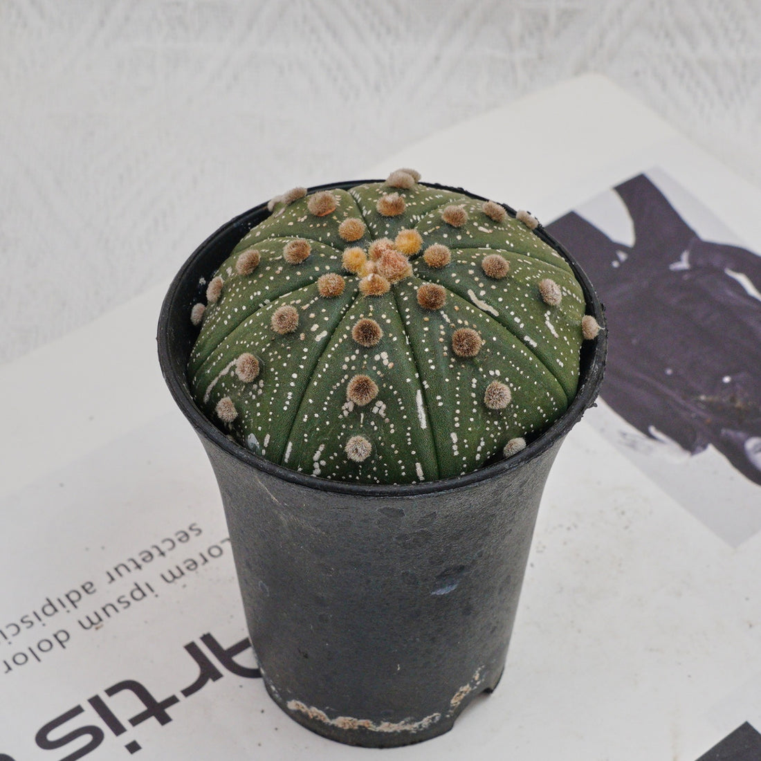 3.5'' Astrophytum Asterias, Rare Live Succulent Plants