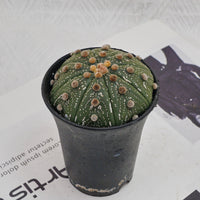 3.5'' Astrophytum Asterias, Rare Live Succulent Plants