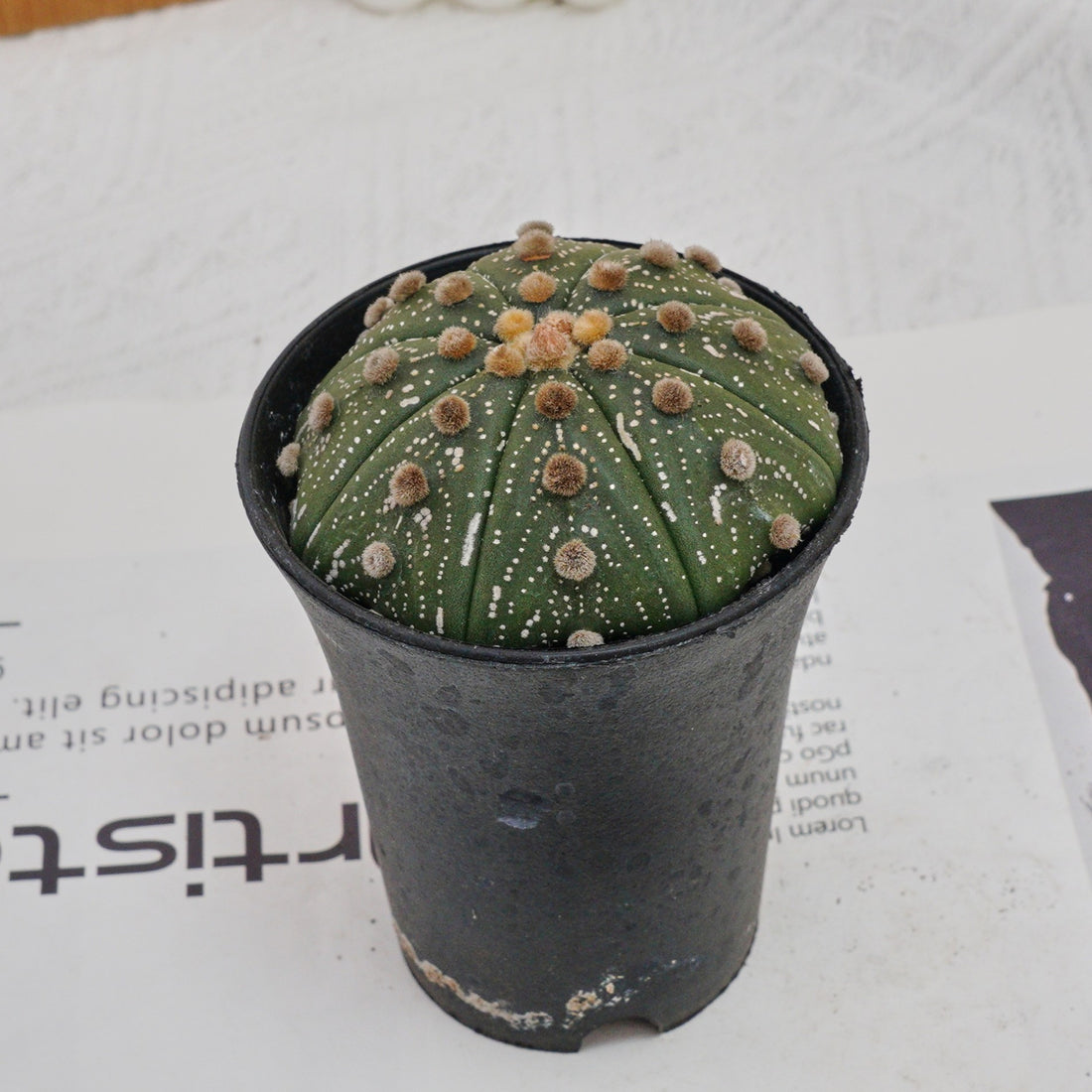 3.5'' Astrophytum Asterias, Rare Live Succulent Plants