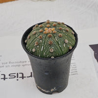 3.5'' Astrophytum Asterias, Rare Live Succulent Plants
