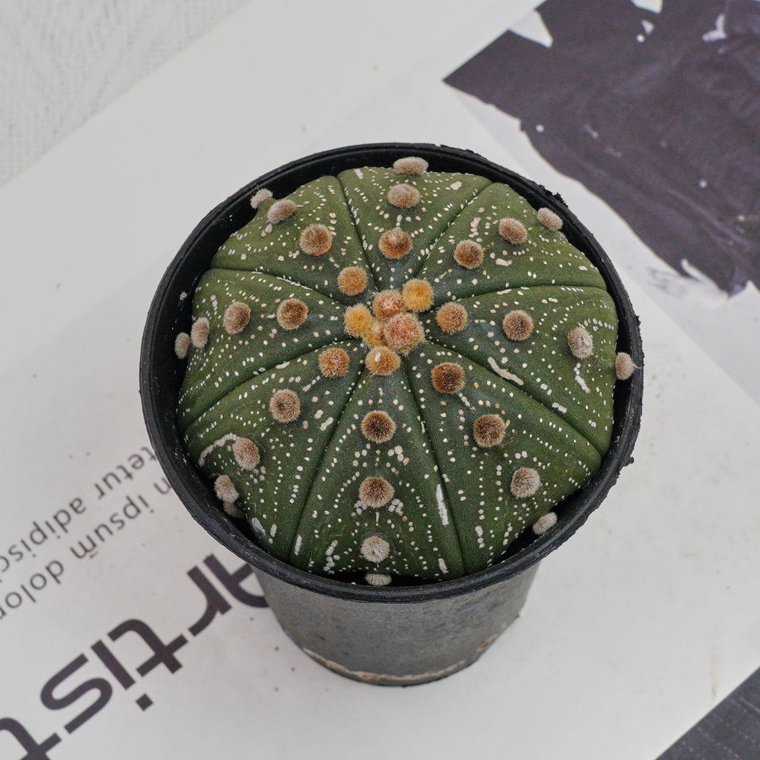 3.5'' Astrophytum Asterias, Rare Live Succulent Plants