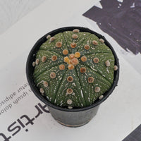 3.5'' Astrophytum Asterias, Rare Live Succulent Plants