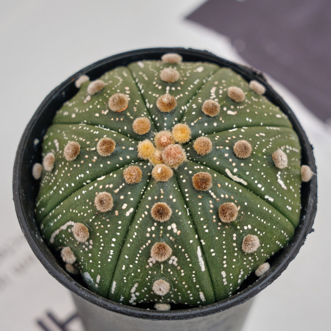 3.5'' Astrophytum Asterias, Rare Live Succulent Plants