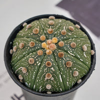 3.5'' Astrophytum Asterias, Rare Live Succulent Plants