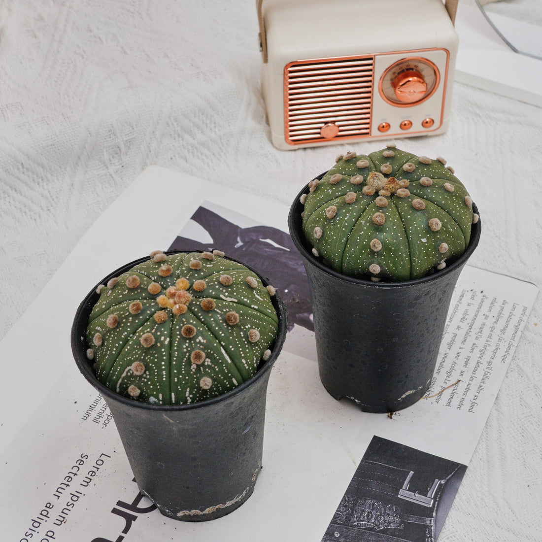 3.5'' Astrophytum Asterias, Rare Live Succulent Plants