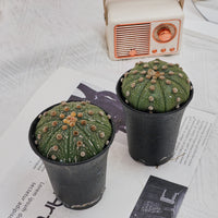 3.5'' Astrophytum Asterias, Rare Live Succulent Plants