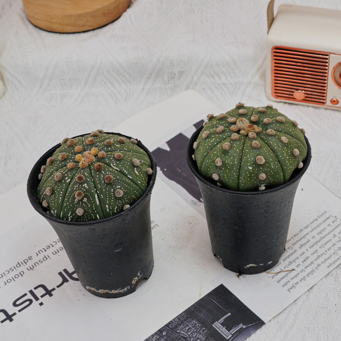 3.5'' Astrophytum Asterias, Rare Live Succulent Plants