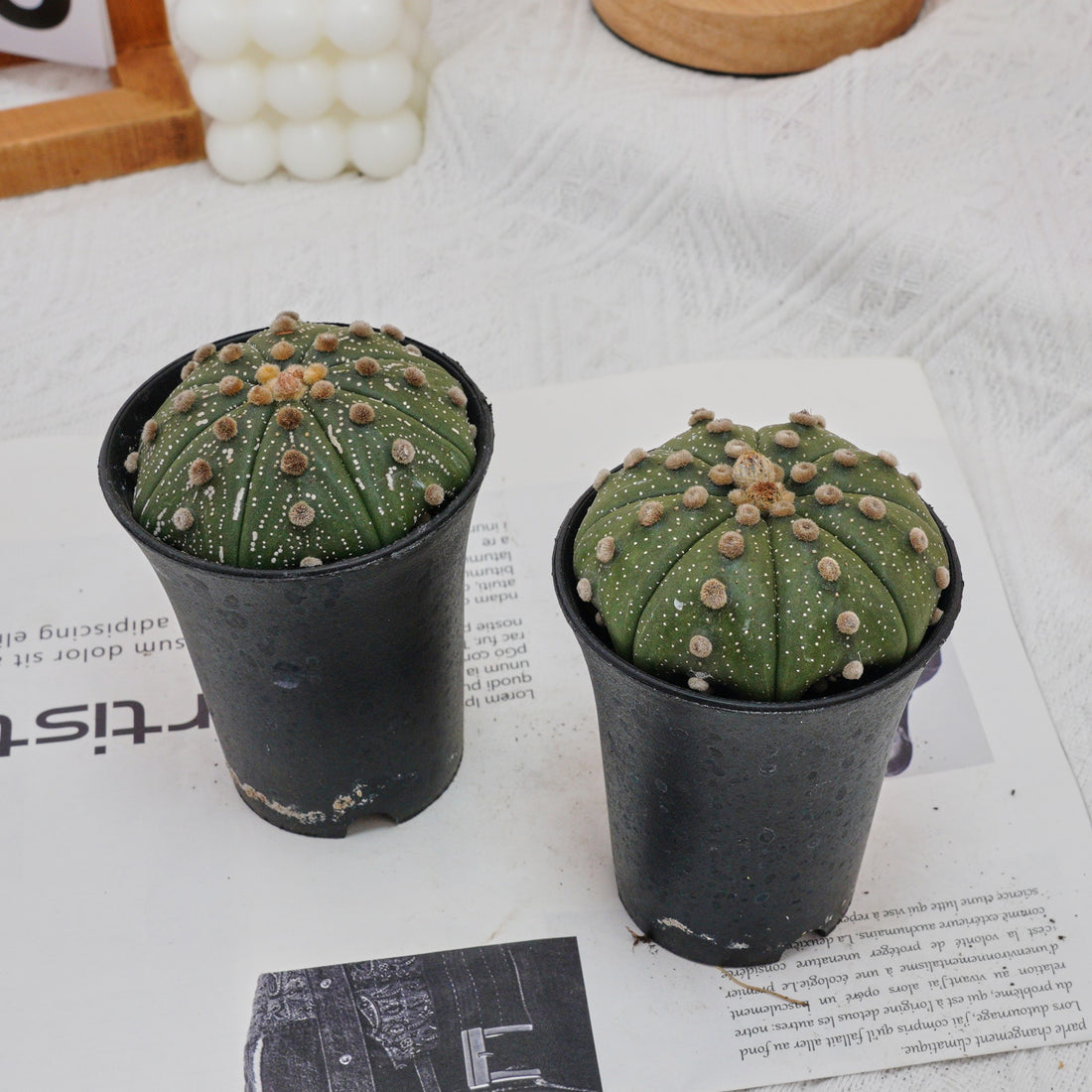 3.5'' Astrophytum Asterias, Rare Live Succulent Plants